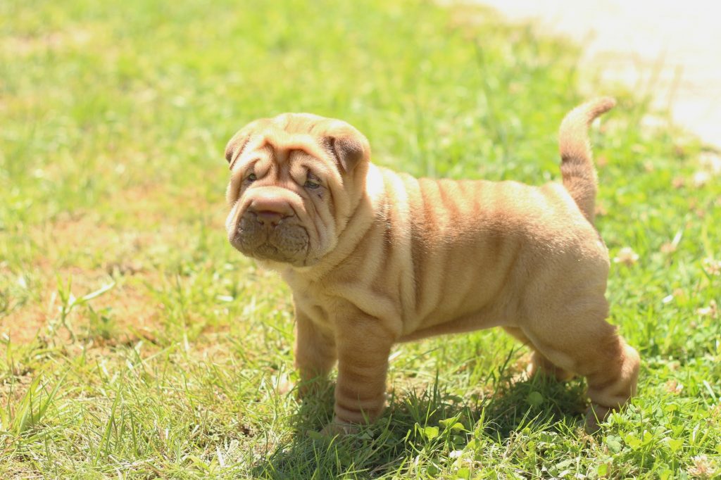 Shar pei puppy outside for puppy toilet training