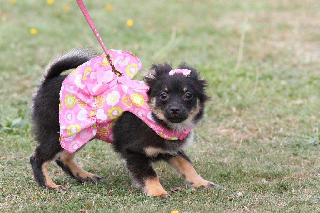 puppy wearing a dress and bow