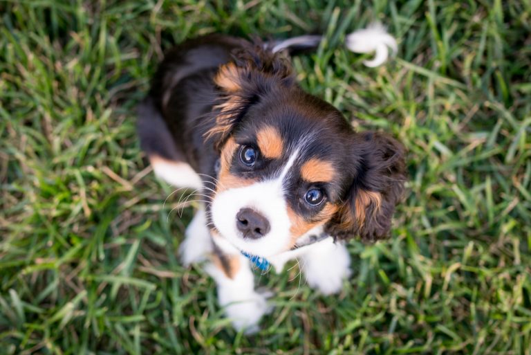 puppy down training feature image - puppy looking up at the camera on the grass