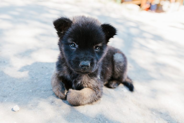 puppy sitting on the floor - best boy puppy names feature image