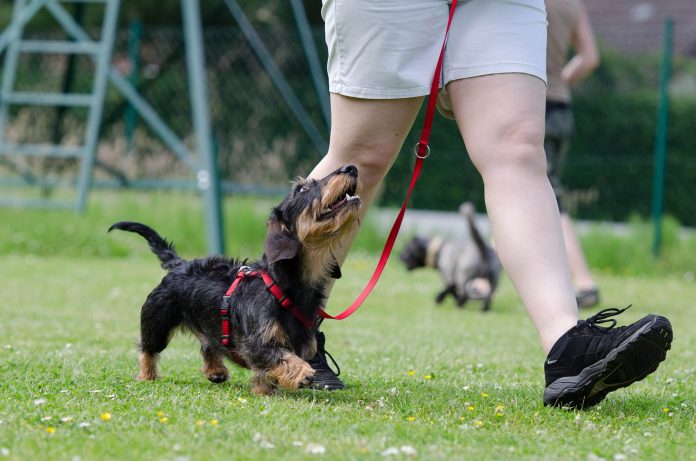 puppy walking nicely beside owner looking up - clickers vs cue words for marking good behaviour for puppies