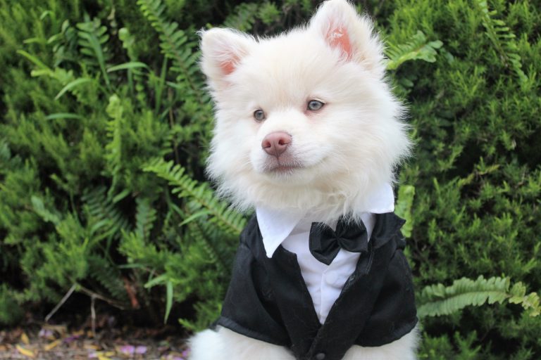 puppy in bow tie and suit. Puppies in weddings feature image