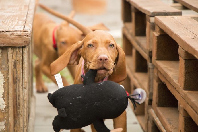 puppy brain games feature image puppy carrying black toy