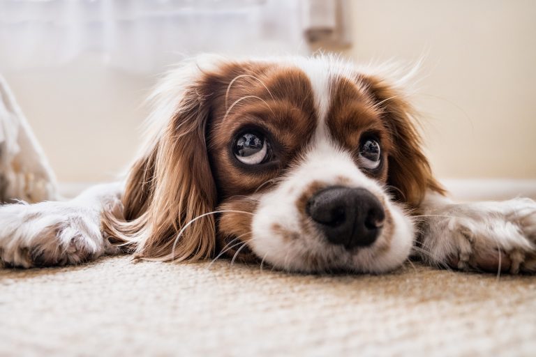 cute spaniel lying down looking upward. Puppy eyesight how much can my puppy see feature image