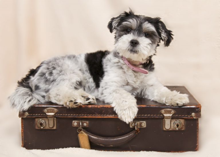 puppy sitting on suitcase waiting for puppy pet passport