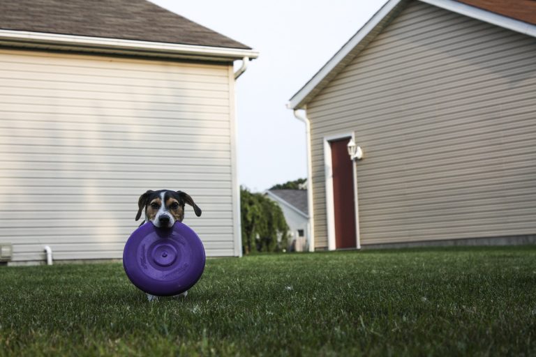 Puppy fetch training feature image - dog fetching frisbee on the grass