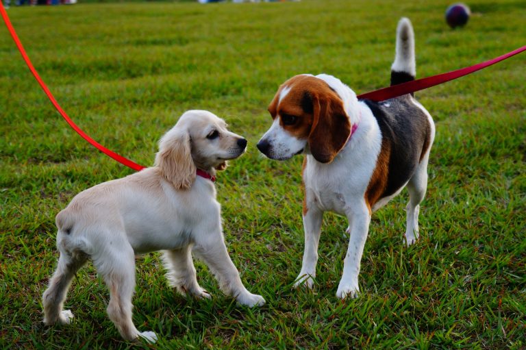 puppy walking guidelines feature image - two puppies on lead meeting