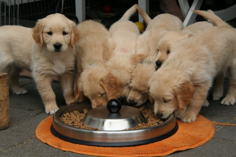 puppy feeding tips feature image golden retriever puppies around a combined bowl