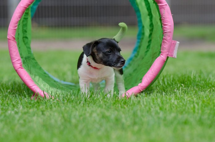 puppy sport ideas - puppy running over hurdles