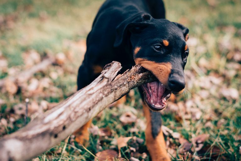 puppy chewing a stick - puppy chewing causes feature image