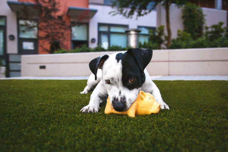 puppy puzzle toys feature, puppy chewing on the grass