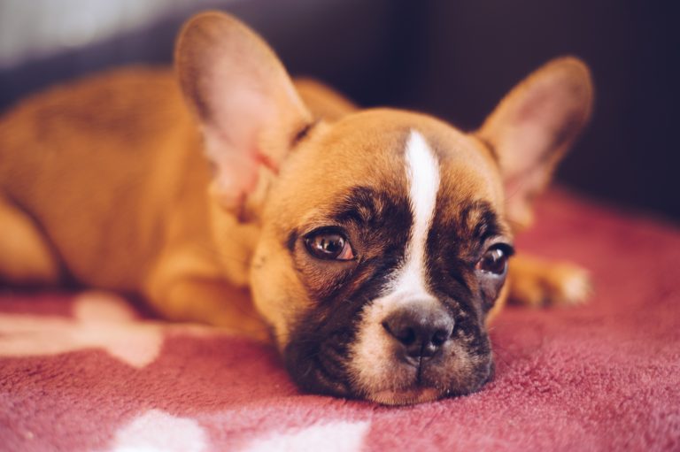 Puppy Care Tips For An Apartment