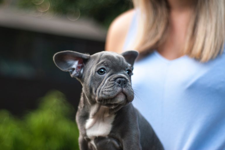 french bulldog puppy. puppy toilet training tips feature image