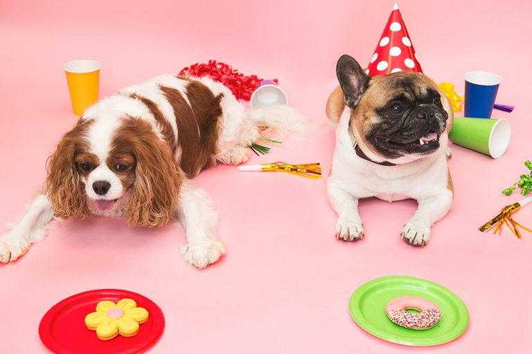 puppy birthday party with a french bulldog and spaniel