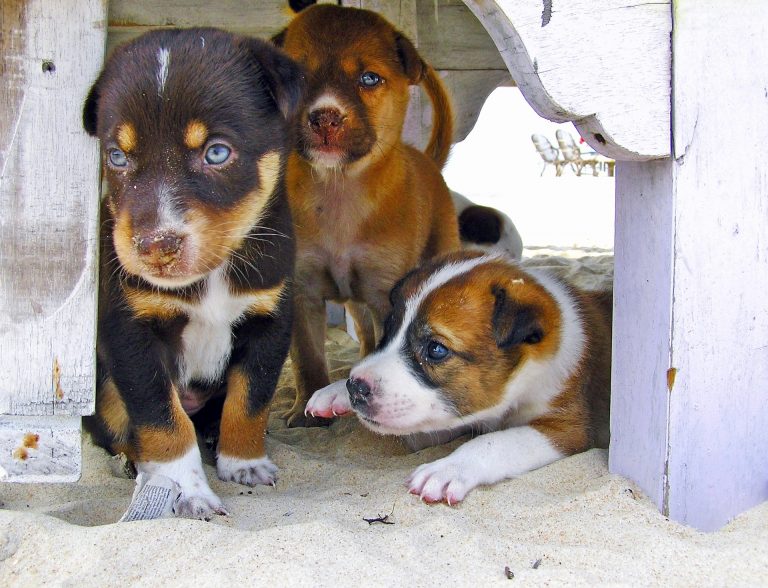 puppy crate training and toilet training feature image - puppies under the dock