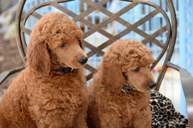 pair of poodle puppies - hypoallergenic puppies feature - examples