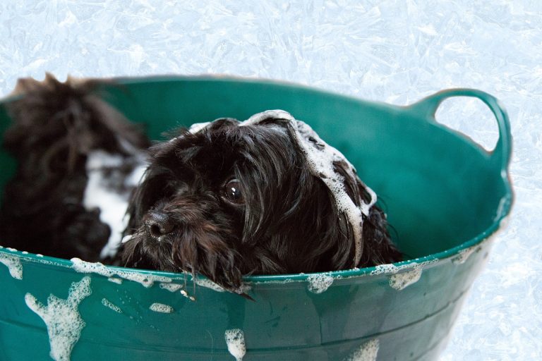 small puppy washing in a blue carrier pot. feature image for puppy bathing tips