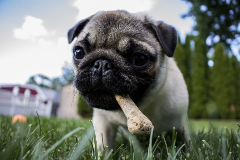 homemade puppy treat recipe feature image - pug with treat in his mouth