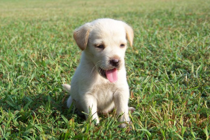 golden retriever puppy outside for puppy toilet training