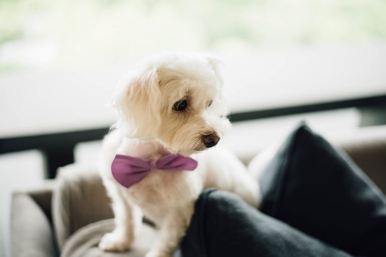 cute puppy in a pink bow. Girly puppy names feature image