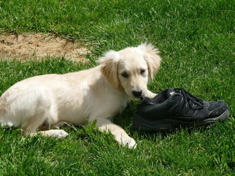 golden retriever puppy eating shoe - home puppy proofing tips feature image