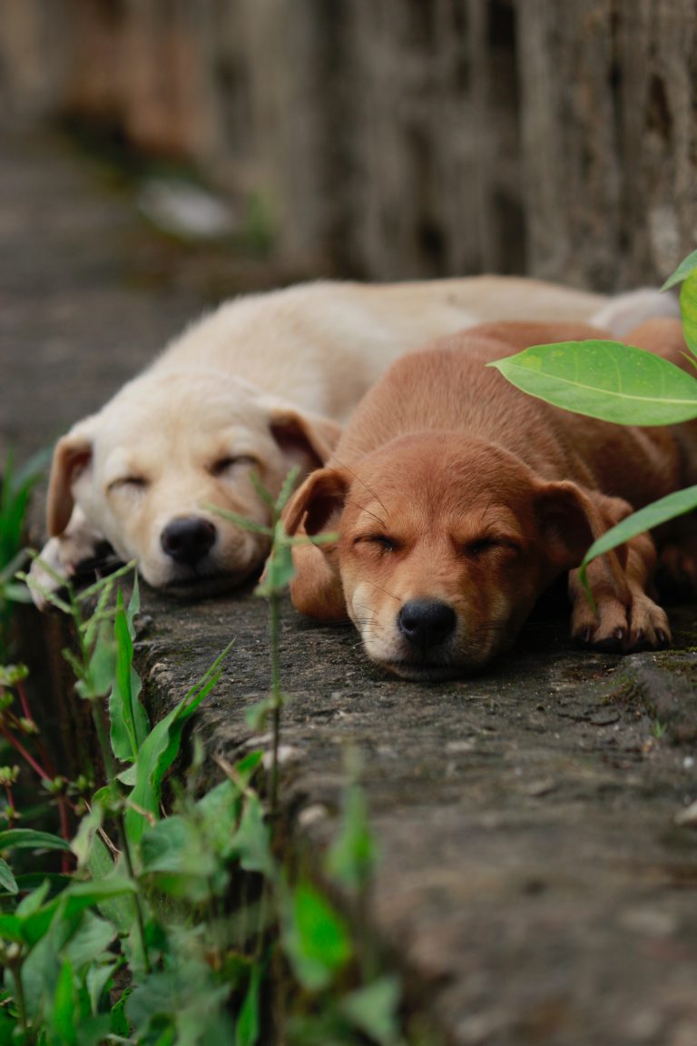 two puppies sitting next to each other for puppy socialization tips post