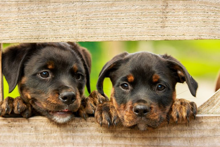 puppy lifestyle changes - two rottweilers on fence.