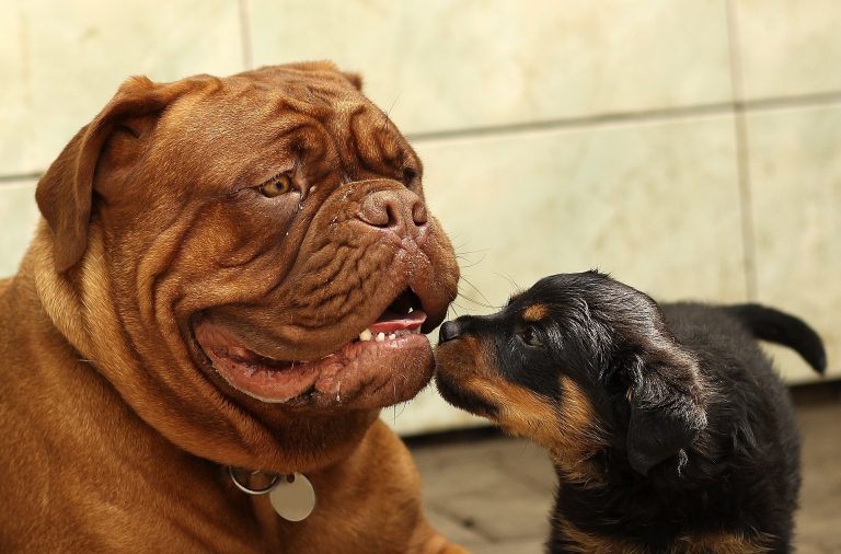 Adult food for puppies feature image - bullmastif meeting puppy for the first time