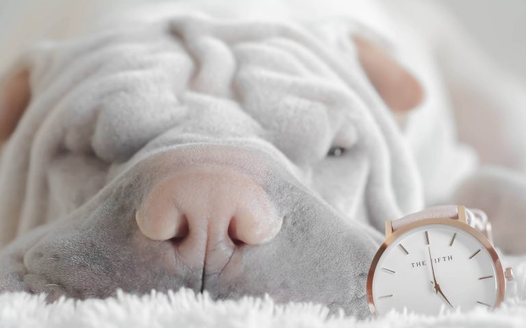 shar pei with a clock - puppy feeding schedule feature image