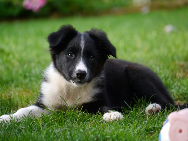 Puppies with double coats - border collie pup