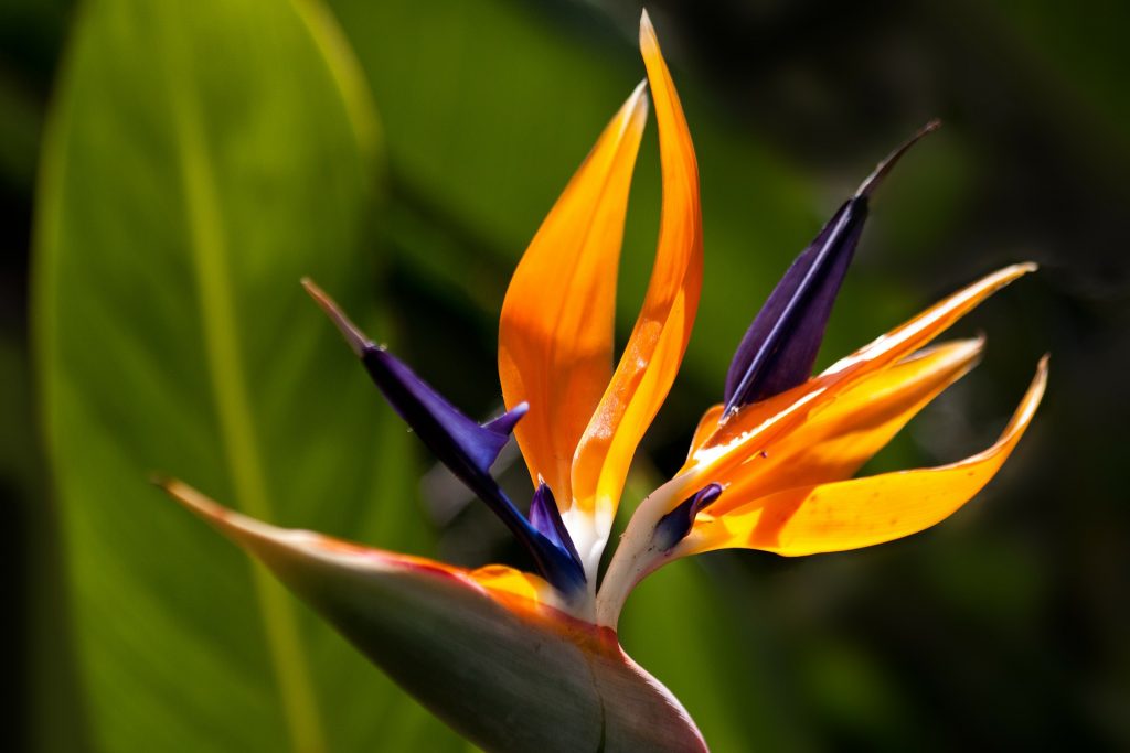 bird of paradise - Plants That Are Poisonous to Puppies