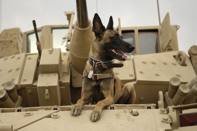 army inspired puppy names with dog sitting in tank