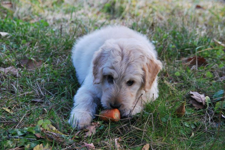 puppy choking - puppy eating a carrot