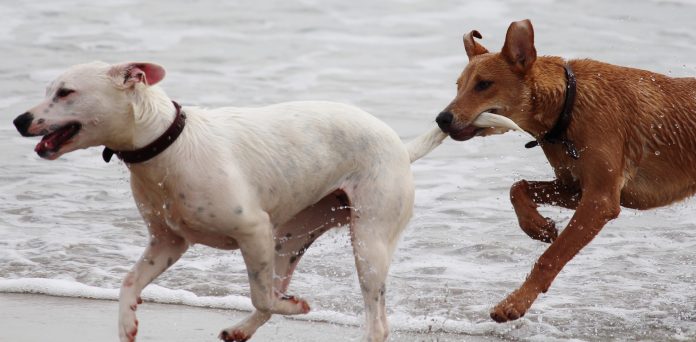 developing bite inhibition with puppies - dog biting other dog tail in play