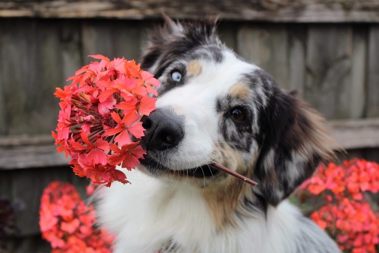 Plants That Are Poisonous to Puppies - puppy chewing a flower