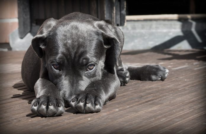 puppy holding head down in between paws, a sign of separation anxiety in puppies