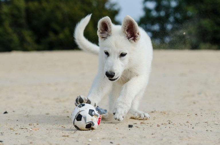 Puppy Beach Etiquette: First Beach Visit