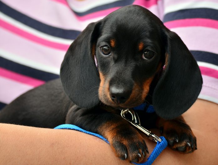 anxious puppy - how to calm an anxious puppy