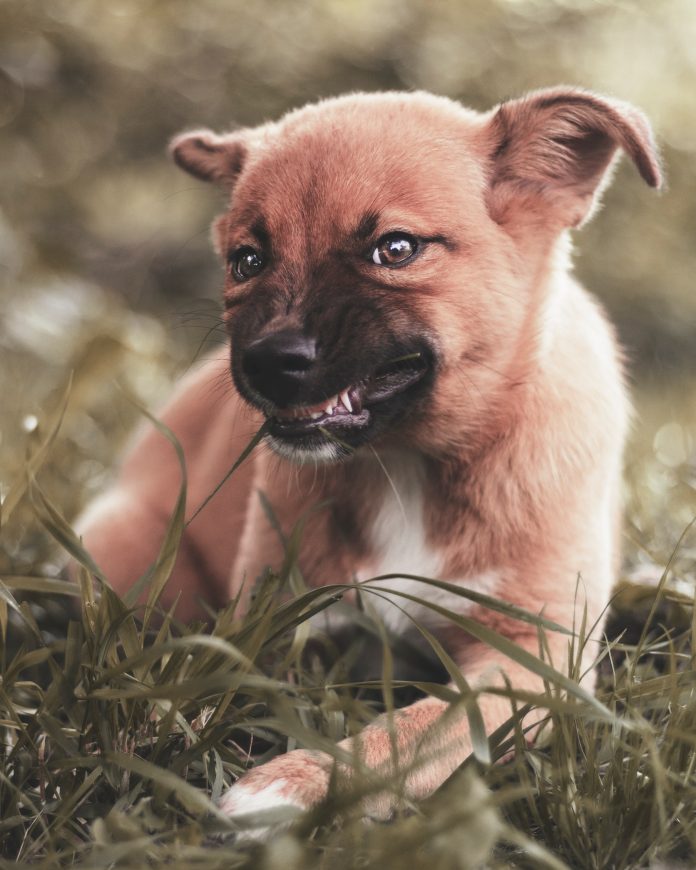 puppy resource guarding, puppy showing teeth