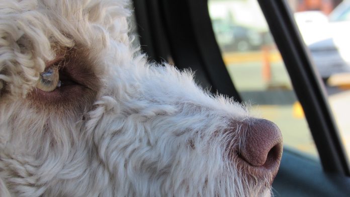 car sickness in puppies - pup looking out of the window