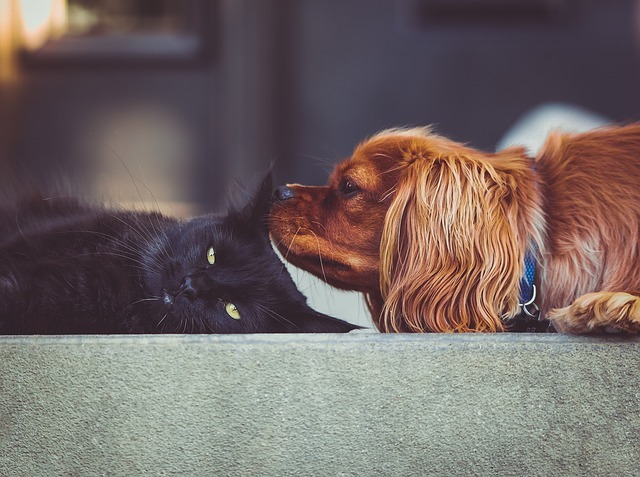 Introducing Puppies and Cats for the First Time