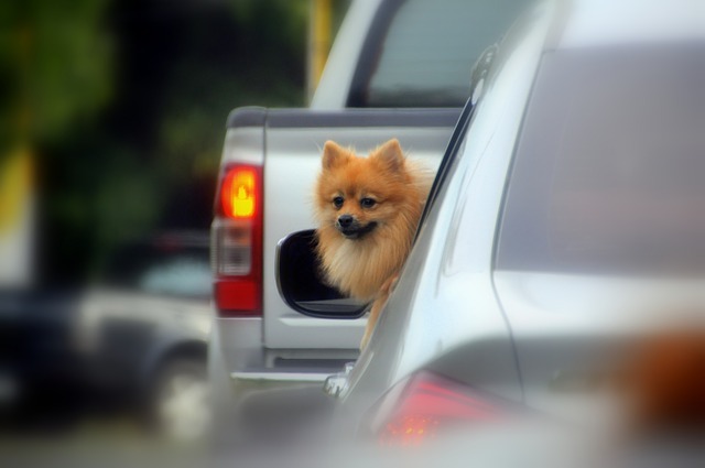 Puppy Car Safety