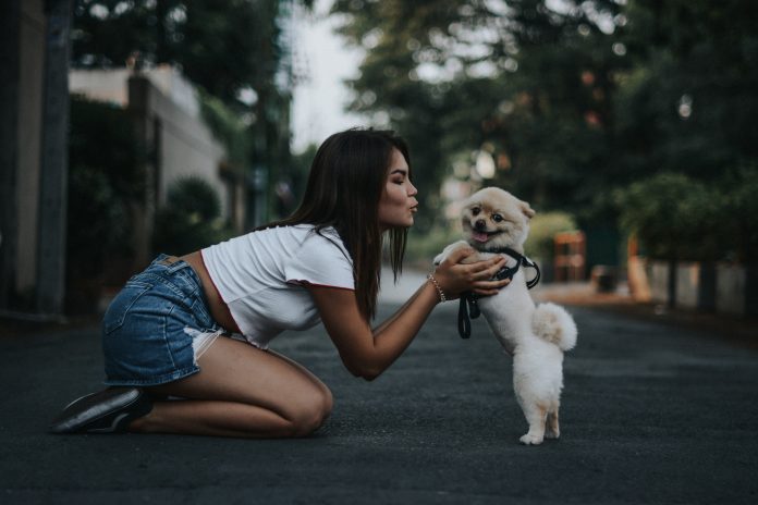 Busy puppy owner