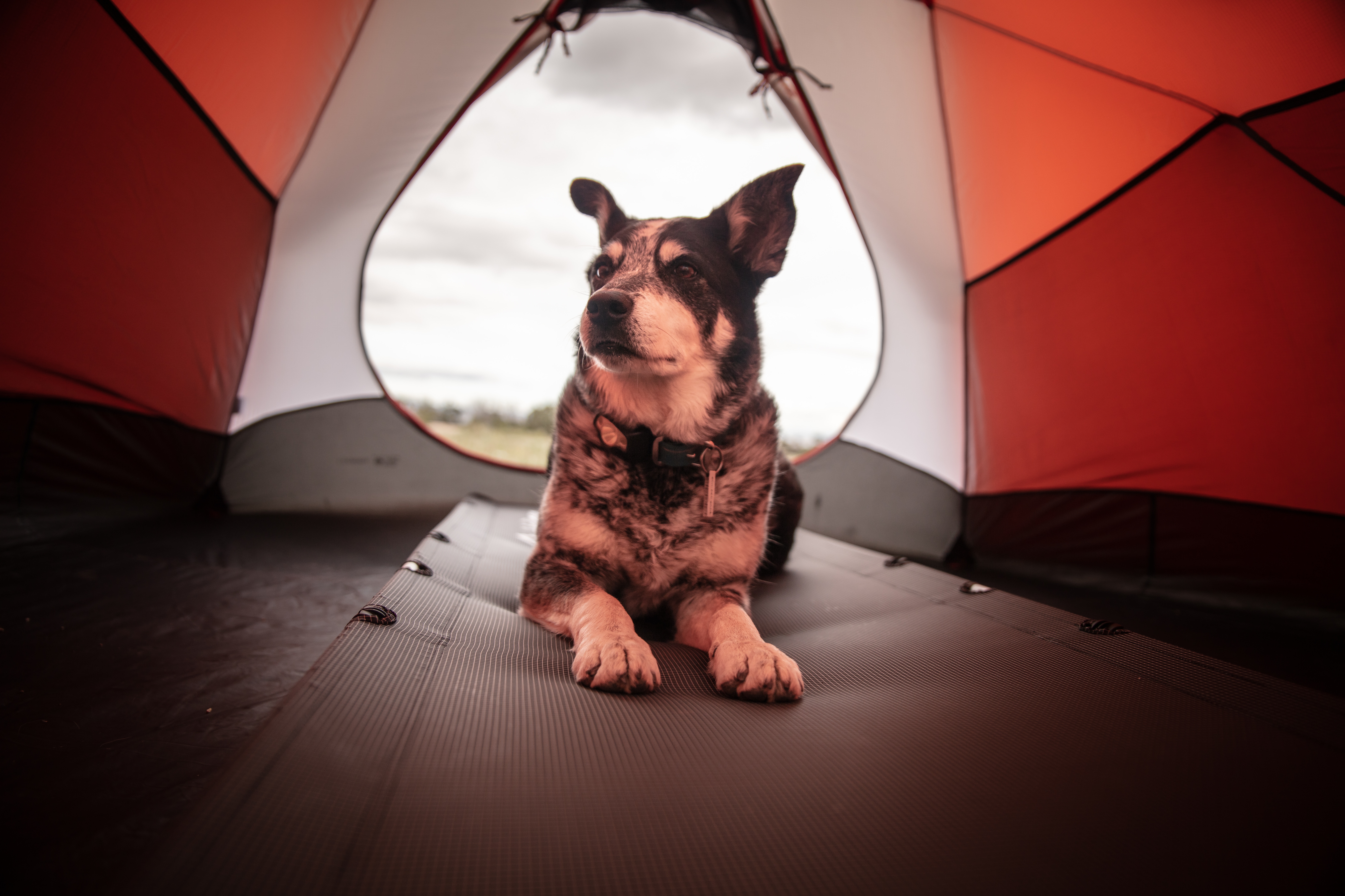 camping dog in a tent