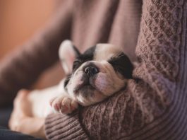 3 Things You Should Do When You Get a New Puppy