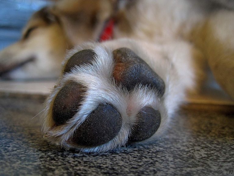 Everything You Need to Know About Puppy Paw Care