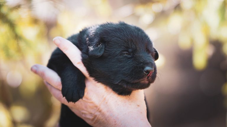 Puppy Massage