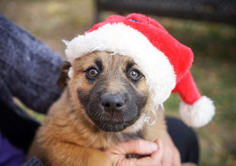 Puppy Christmas Gift Guide: 10 Ideas Your Puppy Will Love