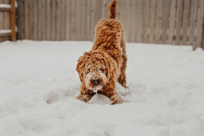 Protect Your Puppy’s Paws