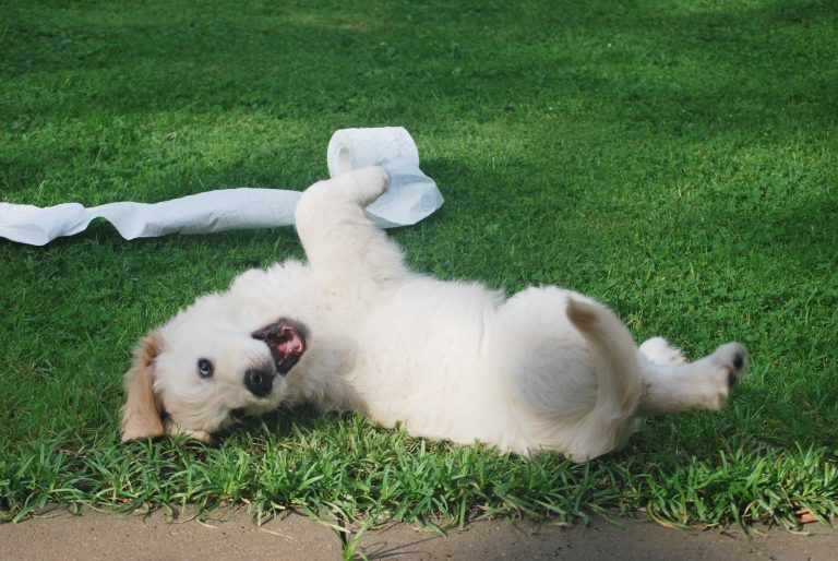 5 Puppy Training Incentives That Aren’t Food